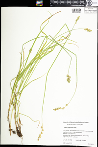 Carex argyrantha image