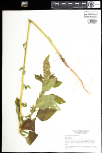 Amaranthus retroflexus image