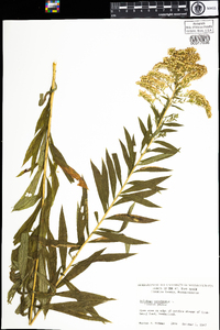 Solidago canadensis var. hargeri image