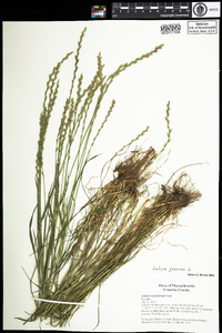 Lolium perenne ssp. multiflorum image