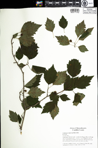 Crataegus macrosperma image