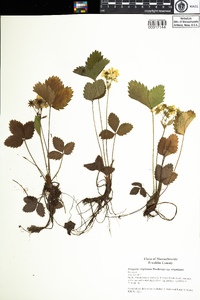 Fragaria virginiana subsp. virginiana image