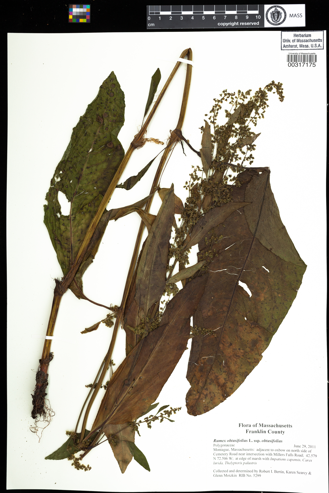 Rumex obtusifolius subsp. obtusifolius image