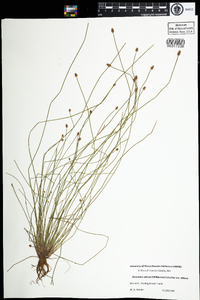 Eleocharis obtusa var. obtusa image