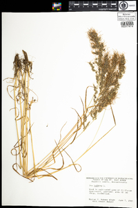 Poa bulbosa image