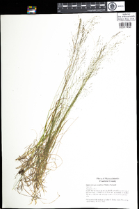 Muhlenbergia uniflora image