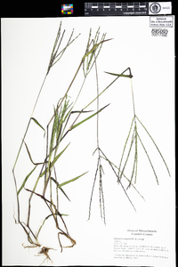 Digitaria sanguinalis image