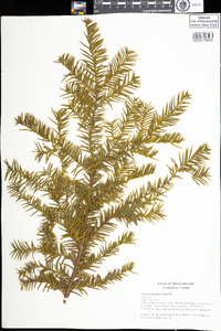 Taxus canadensis image