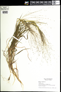 Panicum capillare image