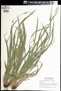 Carex laxiculmis var. laxiculmis image