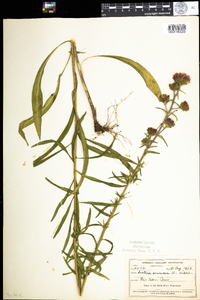 Liatris scariosa var. novae-angliae image