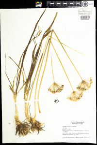 Image of Allium tuberosum