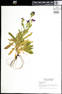 Dianthus barbatus image