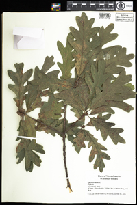 Quercus alba image