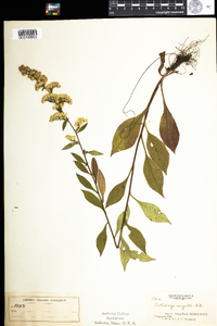 Solidago arguta var. arguta image