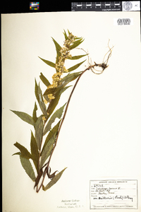 Solidago caesia var. caesia image