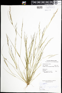 Aristida dichotoma image