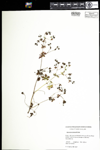 Geranium bicknellii image