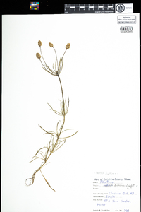 Plantago psyllium image