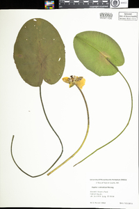 Image of Nuphar ×rubrodisca
