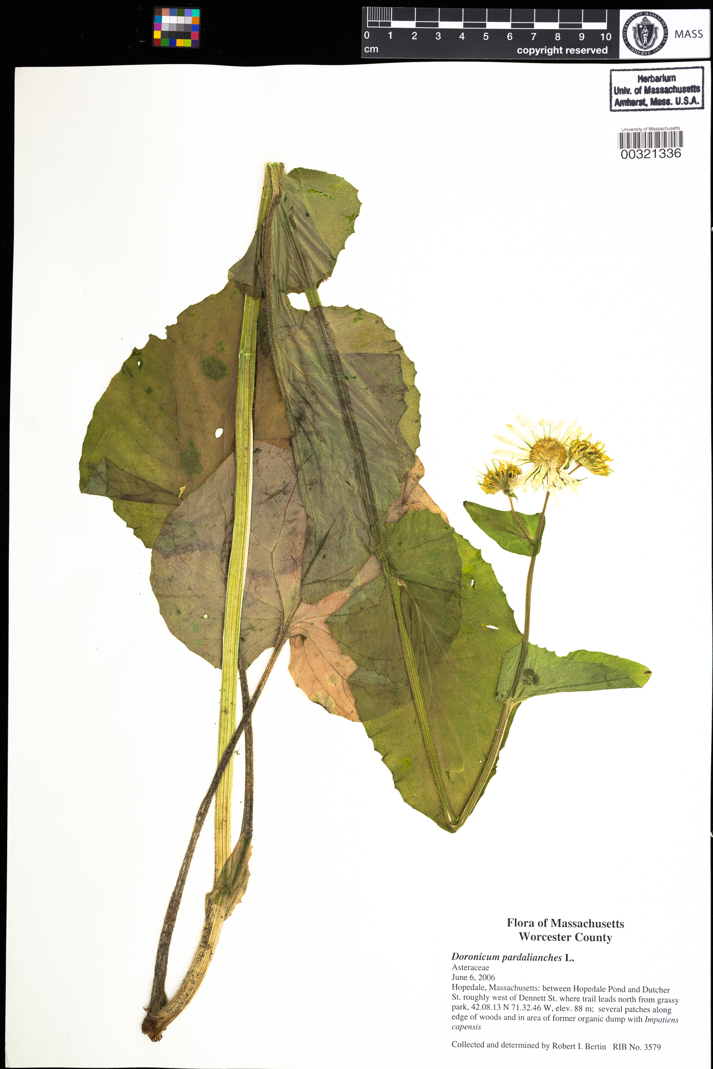 Doronicum pardalianches image