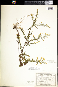 Symphyotrichum racemosum image