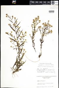 Symphyotrichum tradescantii image