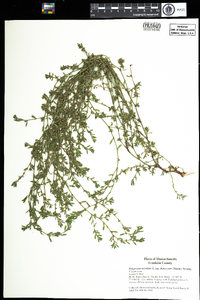 Polygonum aviculare subsp. depressum image