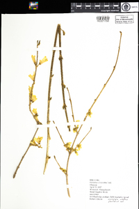 Forsythia viridissima image