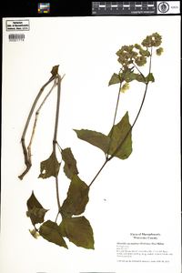 Mirabilis nyctaginea image