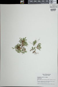 Selaginella rupestris image