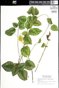 Lamium galeobdolon subsp. galeobdolon image