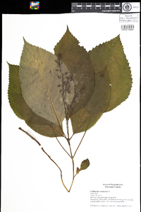 Collinsonia canadensis image