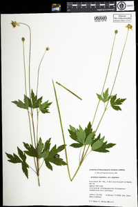 Anemone virginiana var. virginiana image