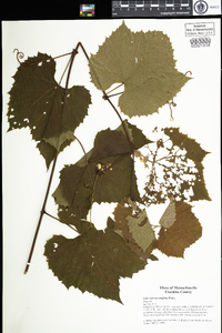 Vitis xnovae-angliae image