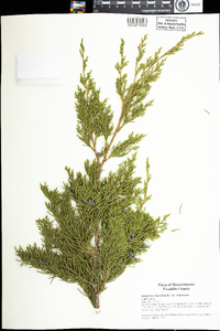 Juniperus virginiana var. virginiana image