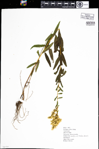 Solidago odora image