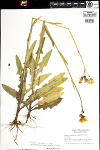 Sonchus arvensis var. glabrescens image