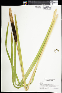 Typha latifolia image