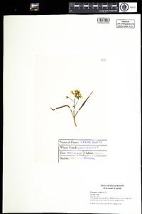 Claytonia virginica image