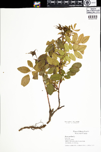 Rosa carolina subsp. carolina image