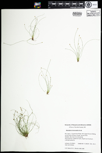 Eleocharis intermedia image