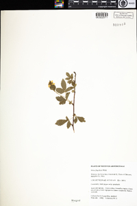 Rubus flagellaris image