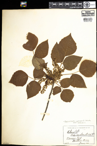 Toxicodendron radicans image