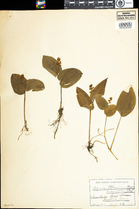 Maianthemum canadense image