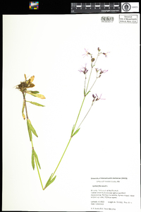 Silene flos-cuculi subsp. flos-cuculi image