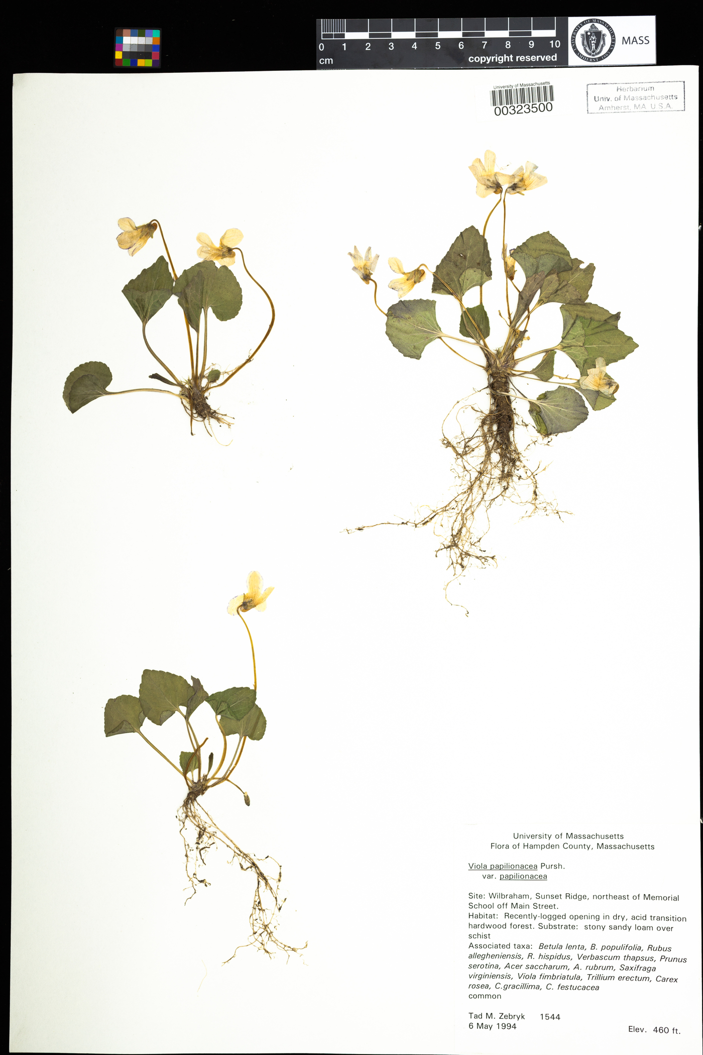 Viola papilionacea var. papilionacea image