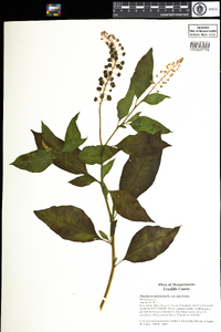 Phytolacca americana var. americana image