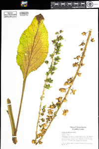 Image of Verbascum phoeniceum