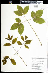 Aralia nudicaulis image